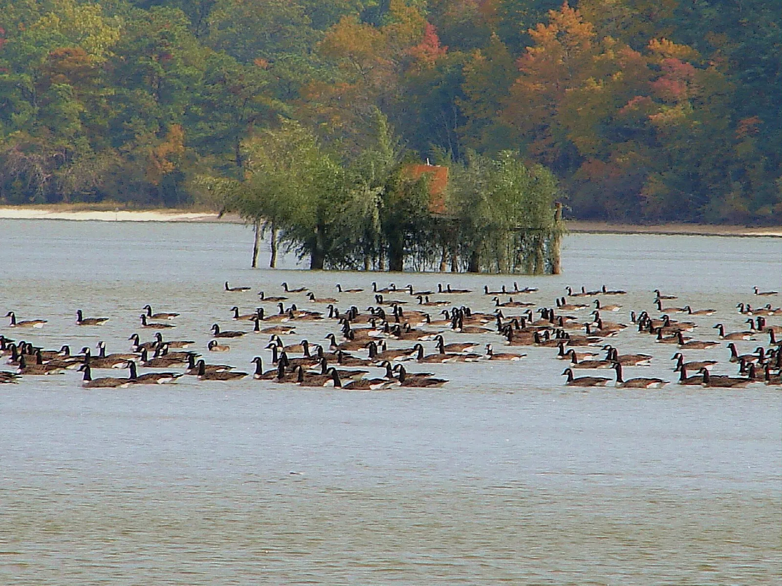 Flock of Canada geese on calm water with autumn trees behind