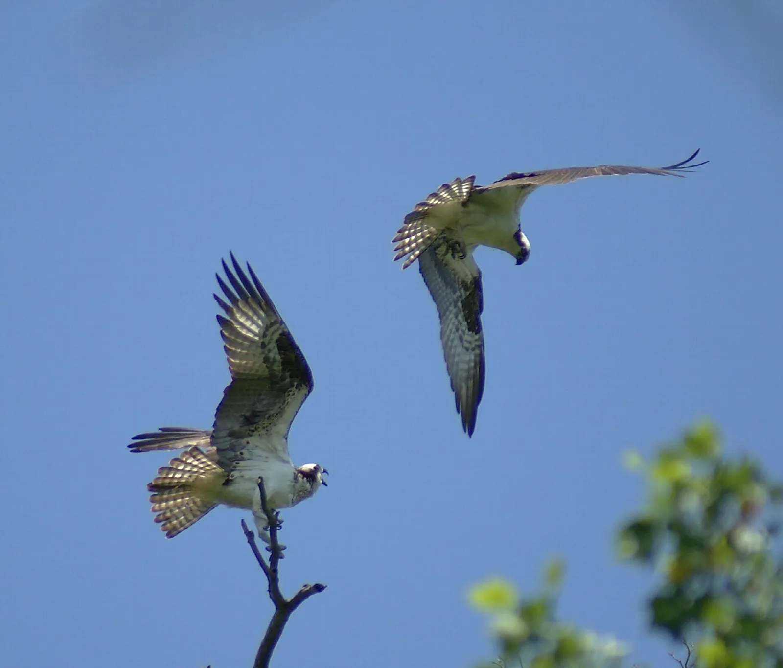 Two ospreys in flight above a bare branch against blue sky
