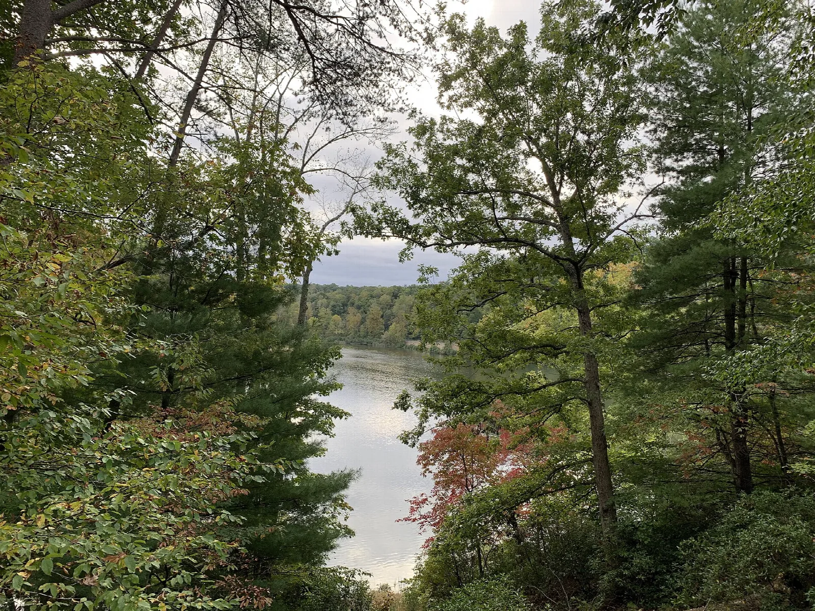 Wooded lake shoreline seen through trees from an overlook