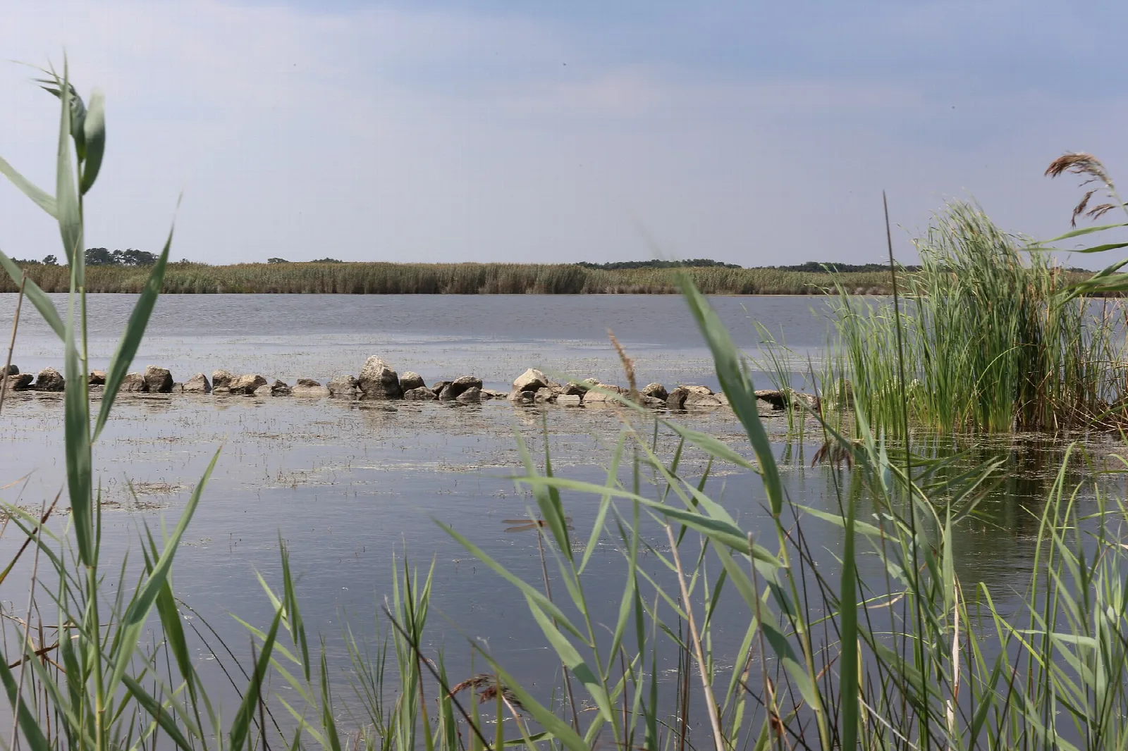 Marsh reeds in the foreground and open bay water beyond