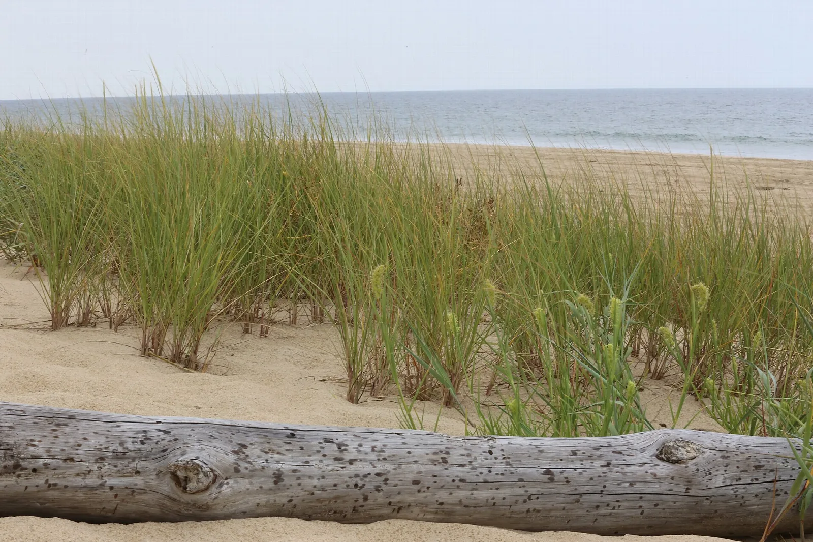 Sandy beach with beach grass and a driftwood log, ocean on the horizon