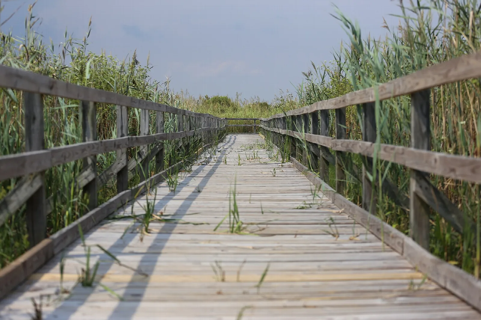 Wooden boardwalk running through tall marsh reeds