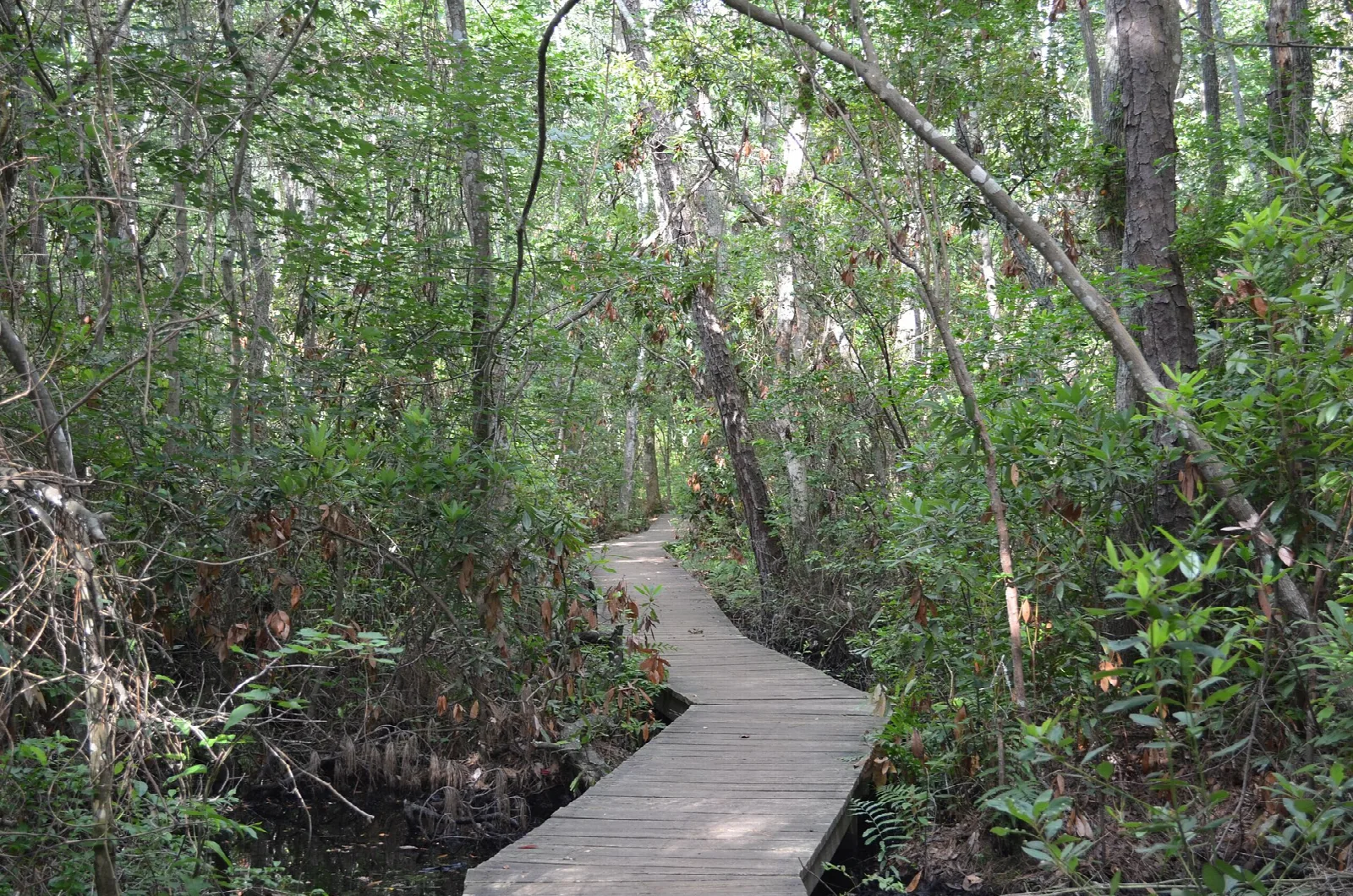 Wooden boardwalk trail winding through green woods
