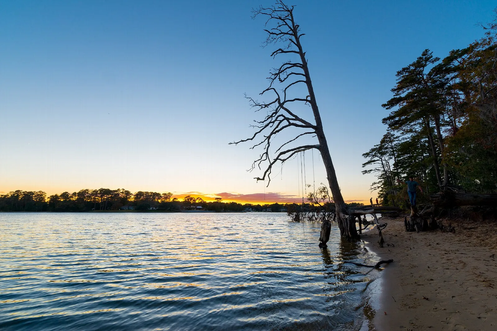 Bare dead tree leaning over calm water at sunset