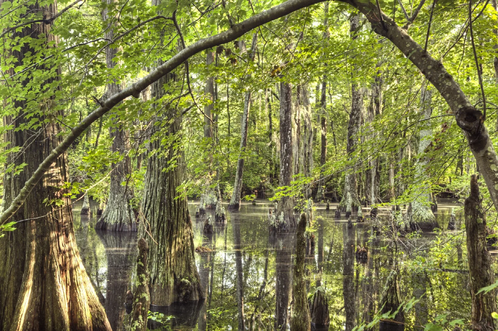 Bald cypress trees with knees rising from still green swamp water