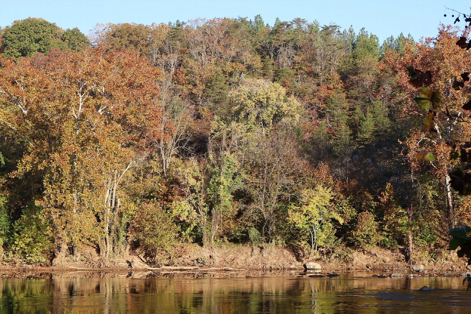 Autumn trees along a river bank with calm water