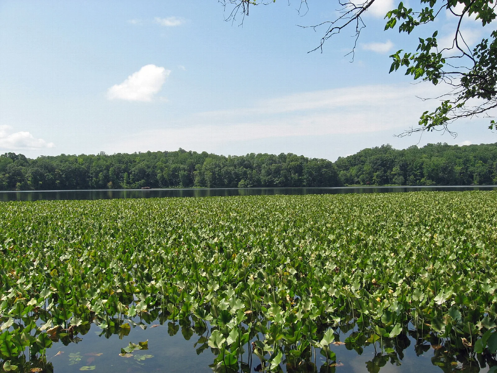 Field of green aquatic plants on the water with a tree line beyond