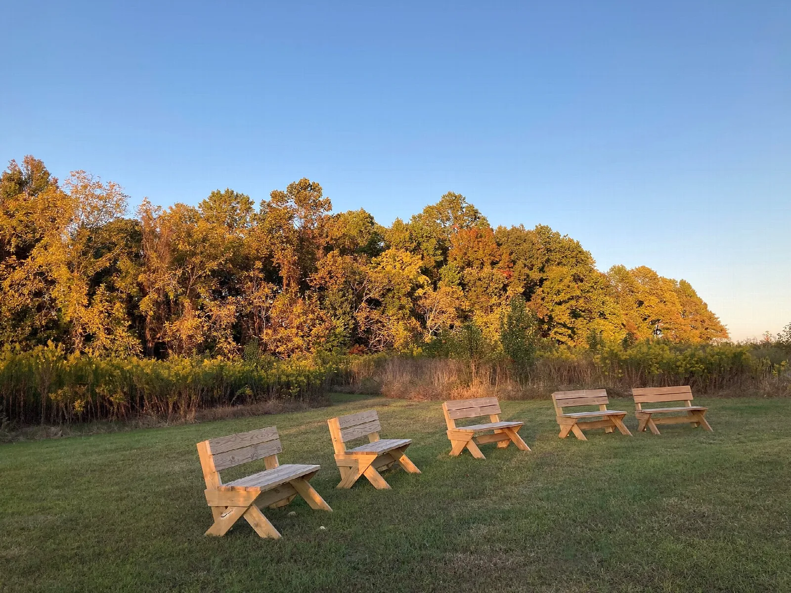 Wooden benches on a lawn facing golden autumn trees at sunset