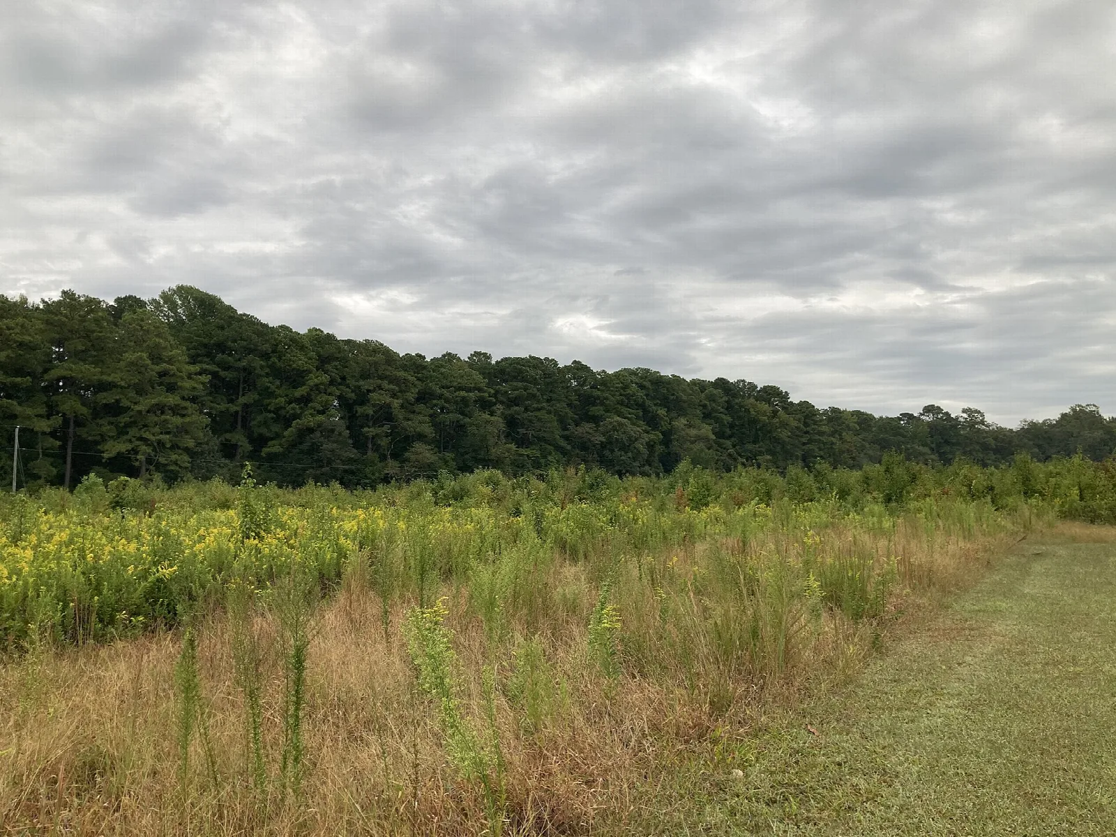 Mown path through a grass field toward a green tree line