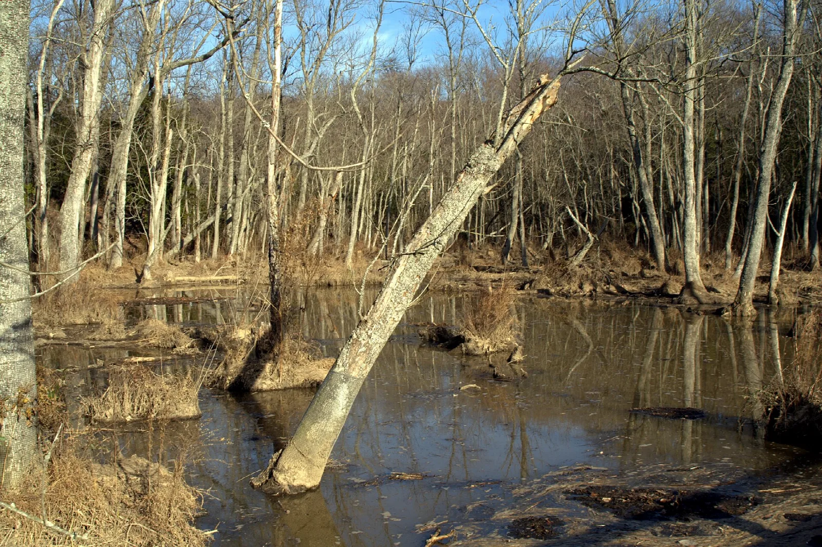 Flooded woods with a leaning dead tree and bare trees