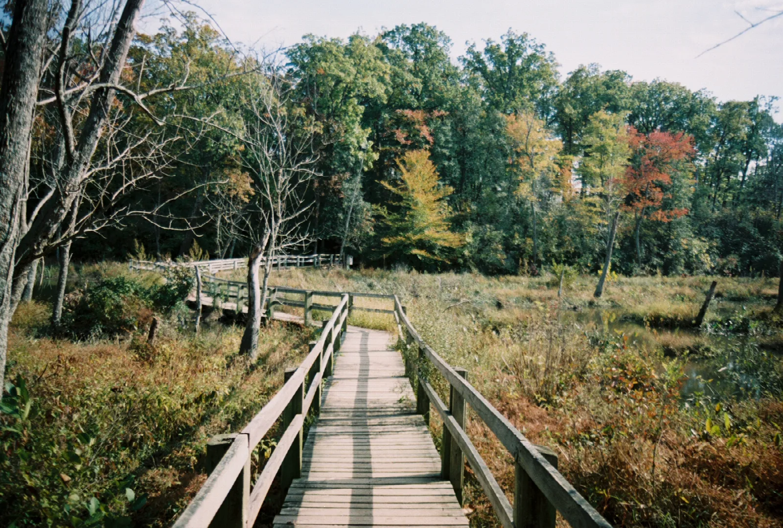 Wooden boardwalk crossing a marsh with fall trees behind