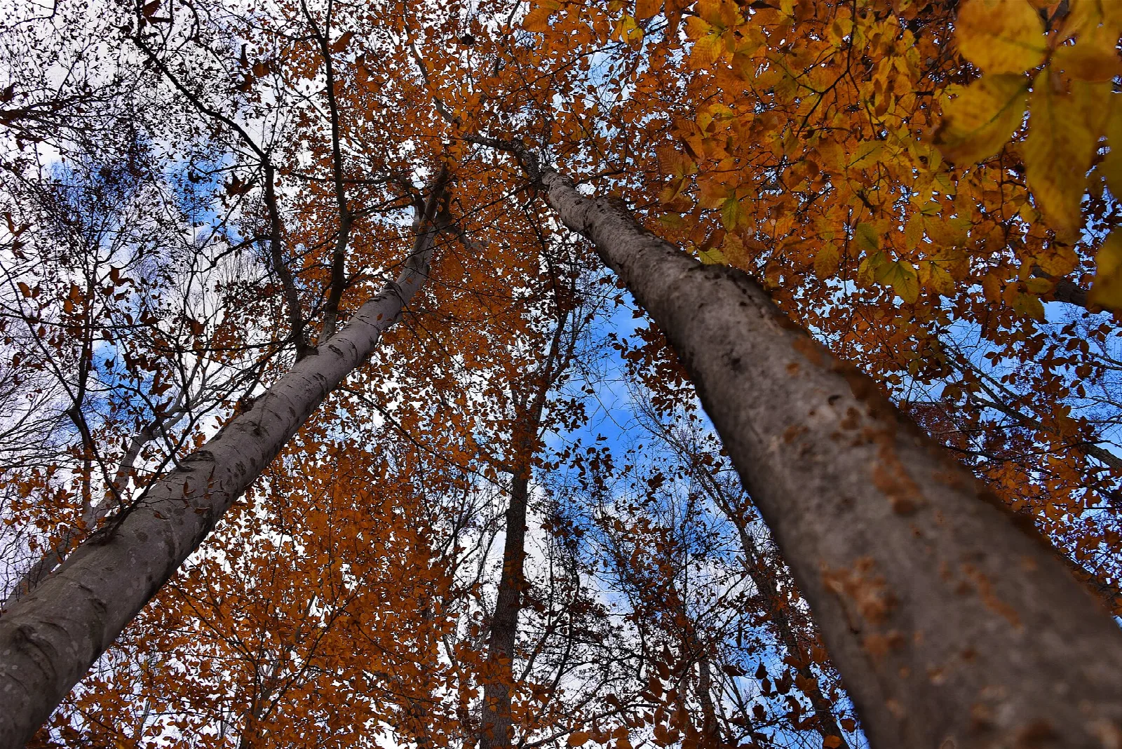 Looking up at tall trees with orange fall leaves against blue sky