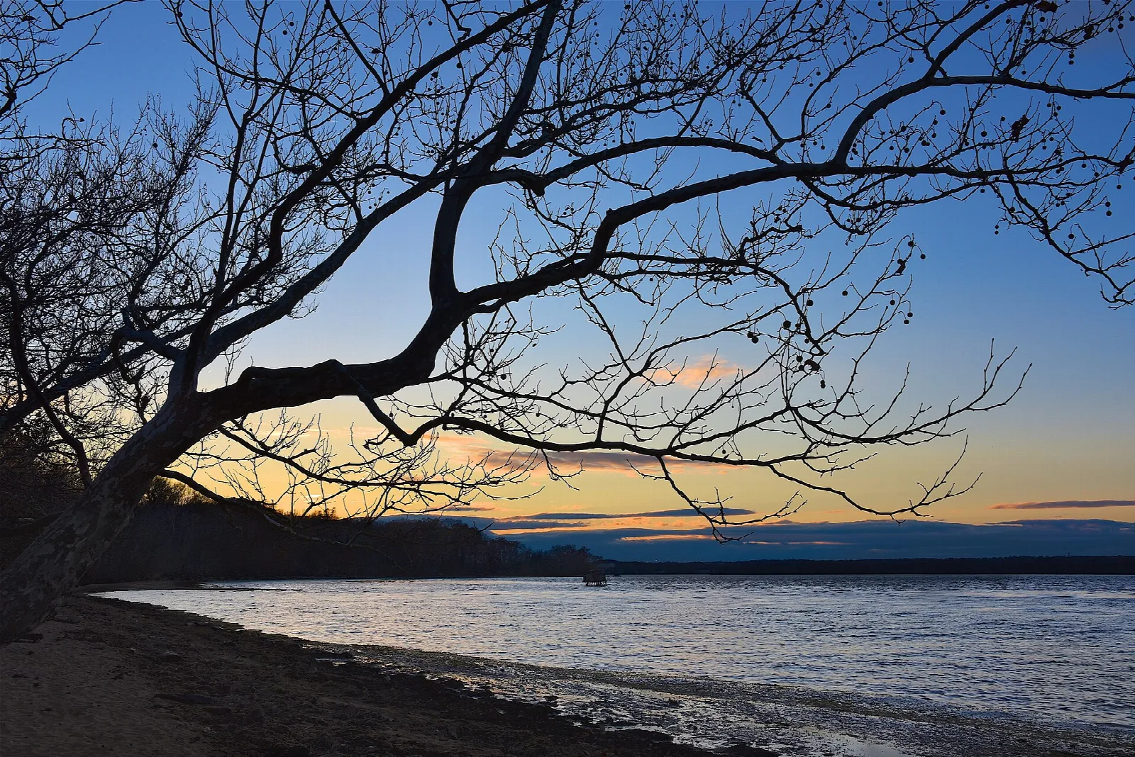 Silhouetted bare tree on the shore at sunset over water