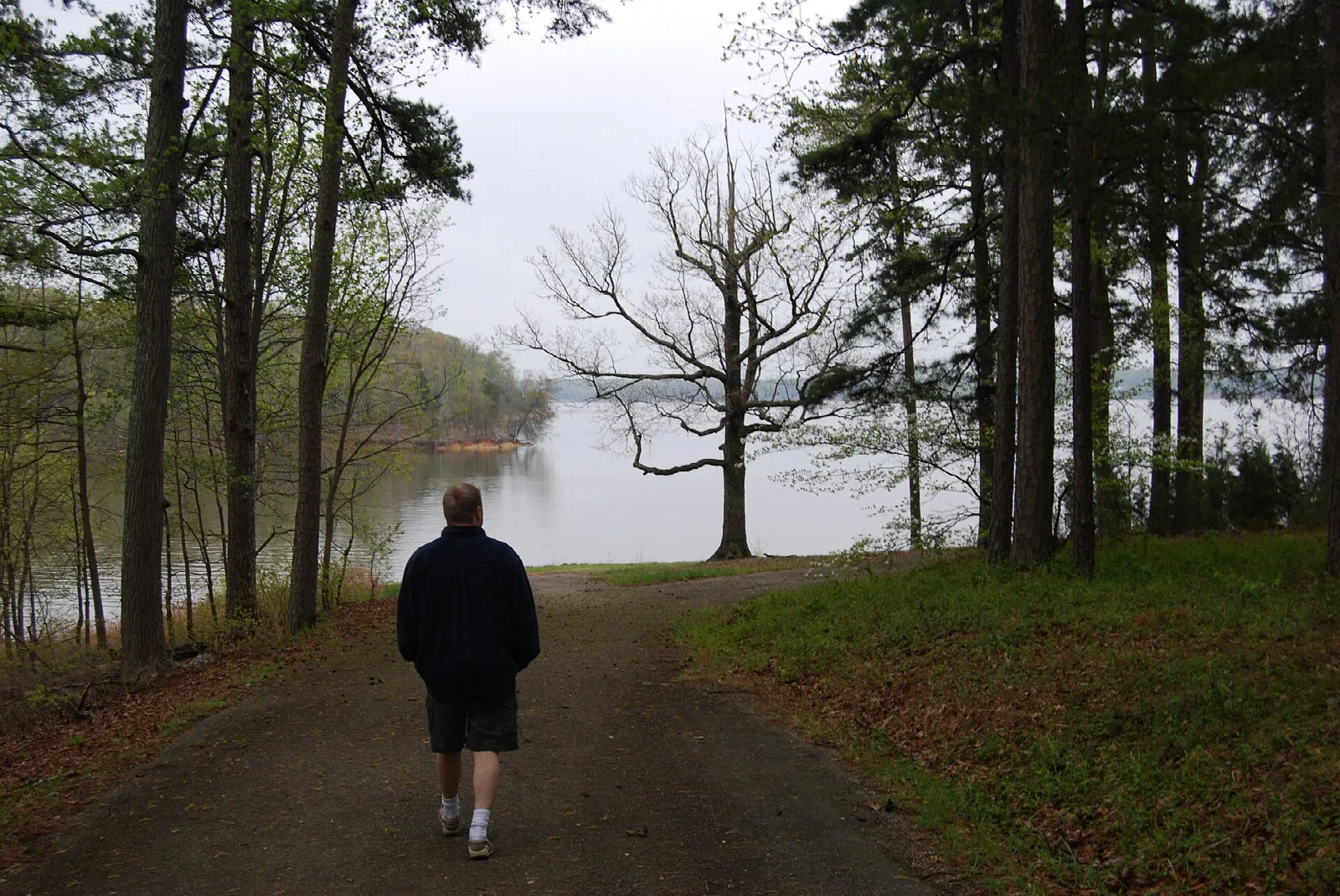 Gravel path through pine woods leading toward a misty lake