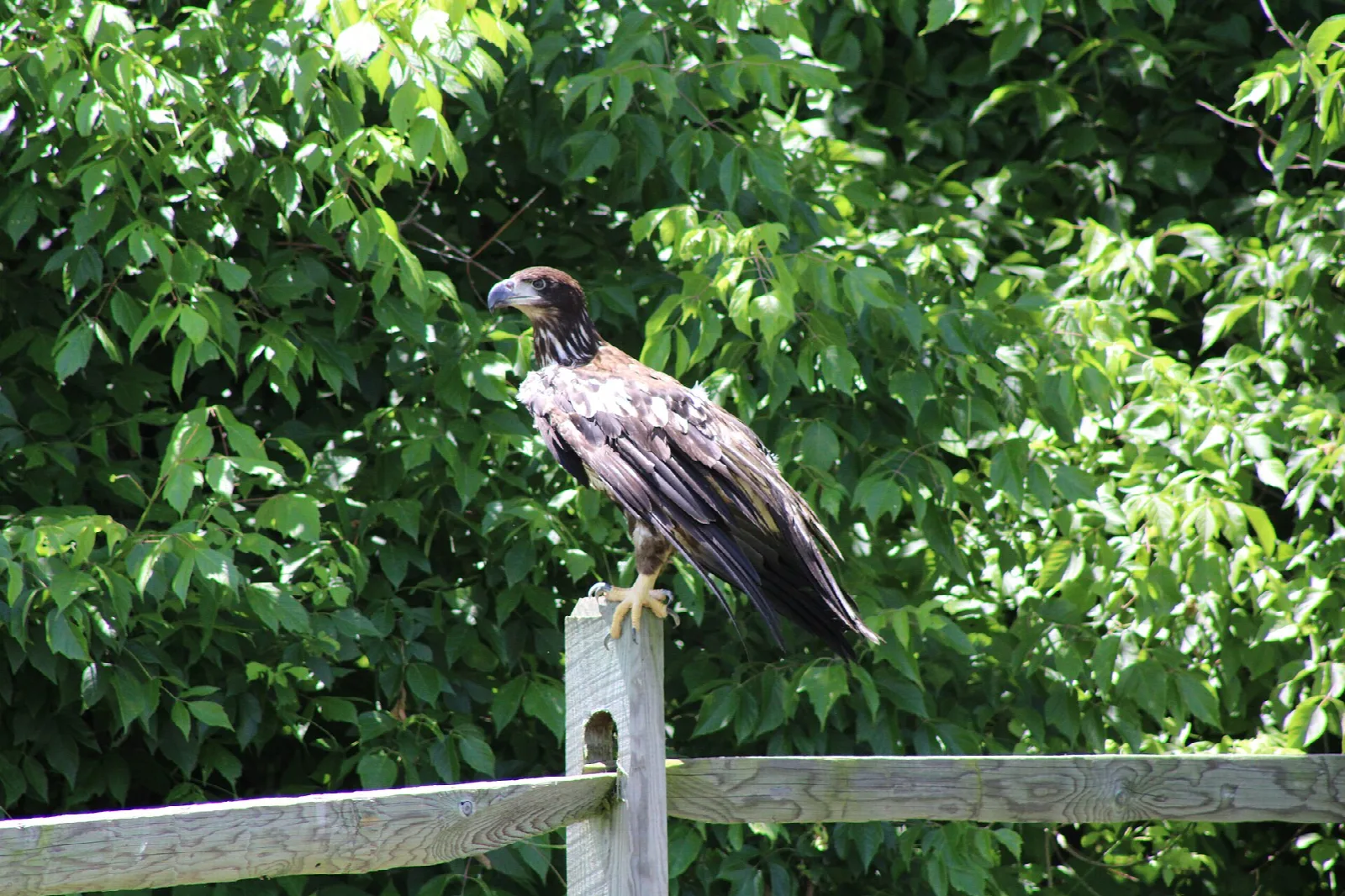Young eagle perched on a wooden fence rail among green leaves