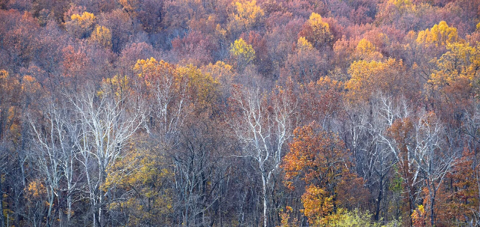 Hillside forest in orange and purple fall color seen from above