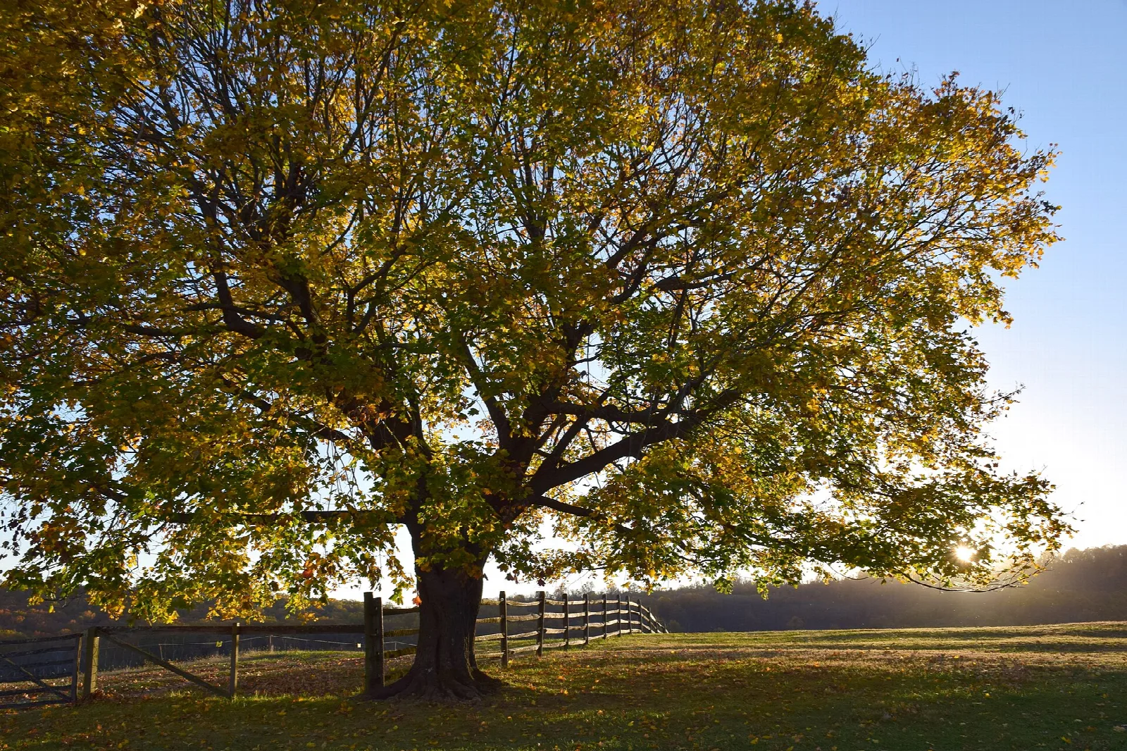 Large tree in gold fall leaves beside a pasture fence