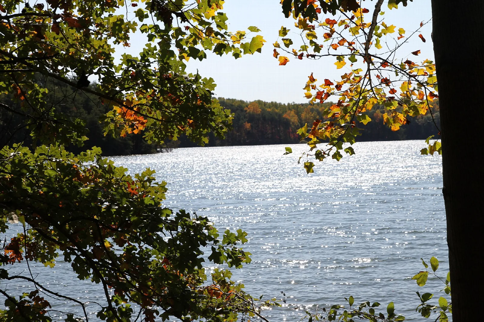 Sunlit lake water seen through fall leaves along the shore