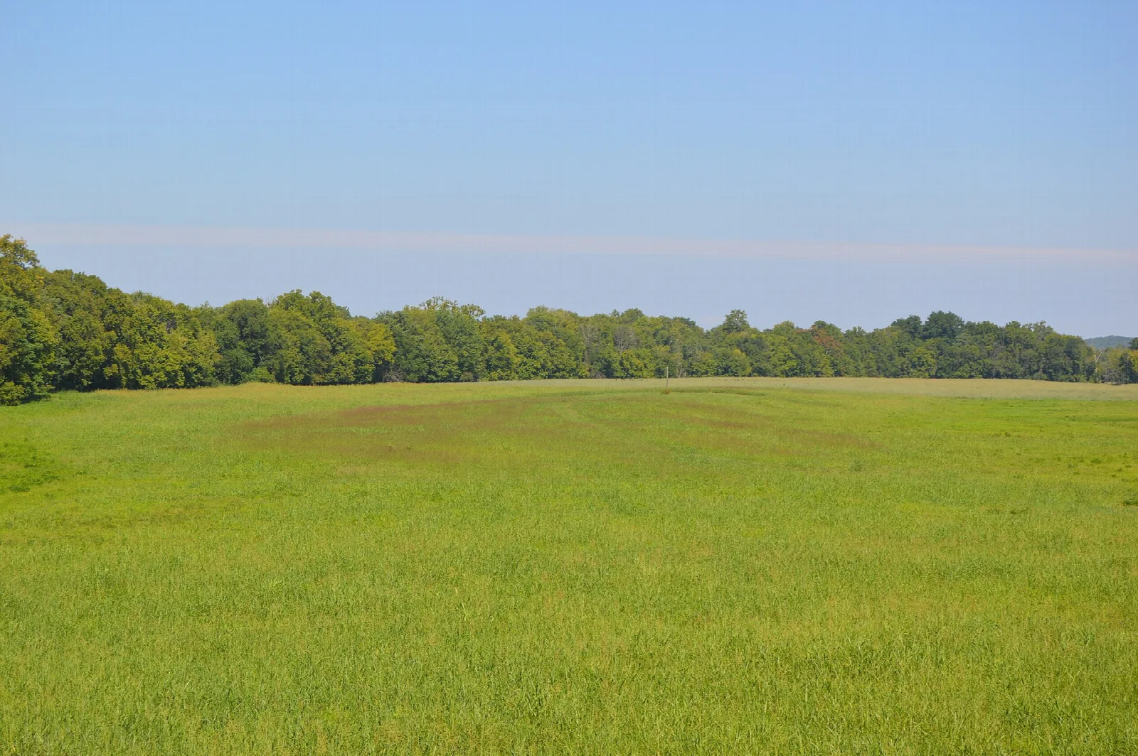 Wide green field edged by a line of trees under a clear sky