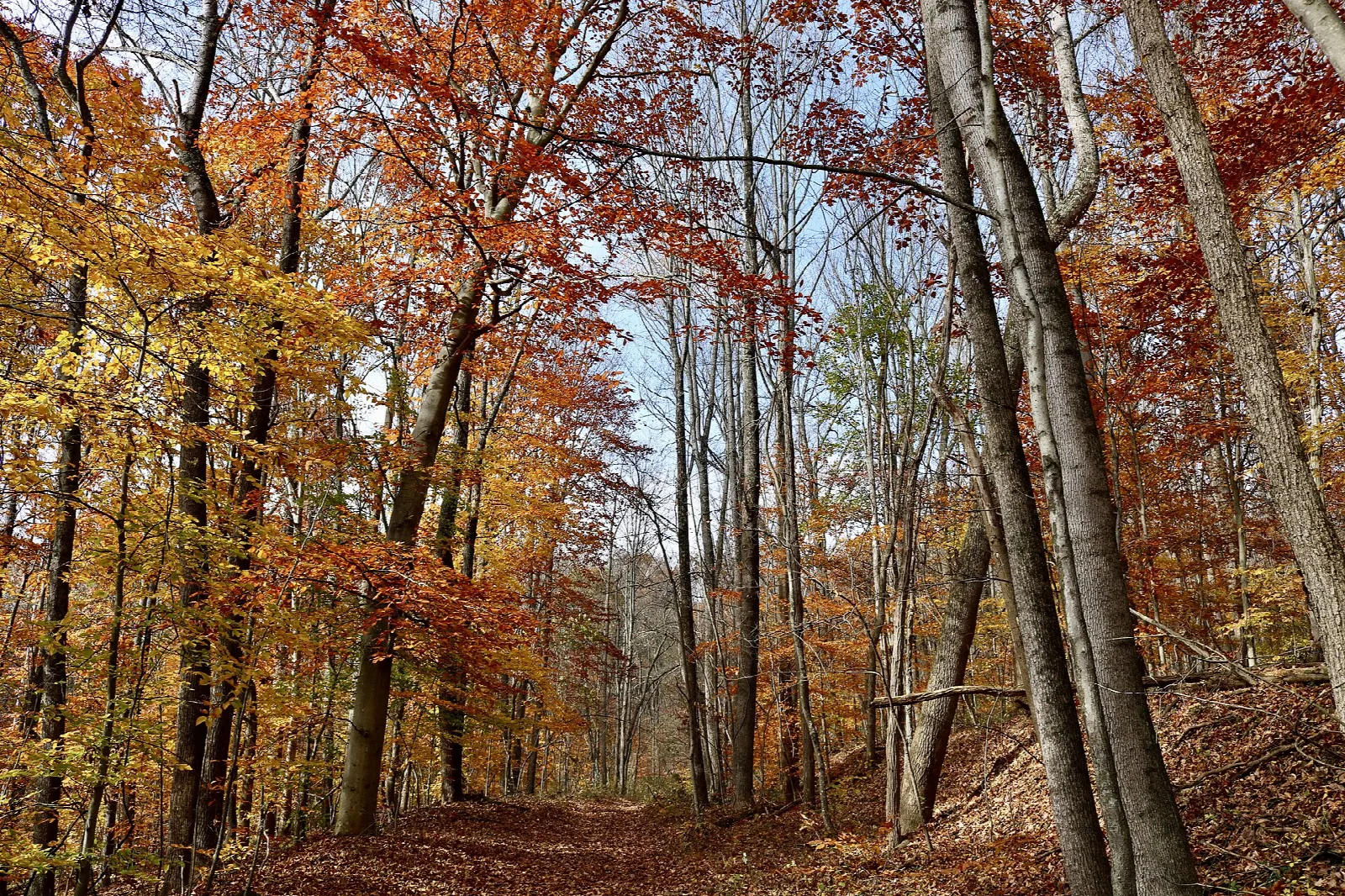 Leaf-covered trail through orange and yellow fall woods