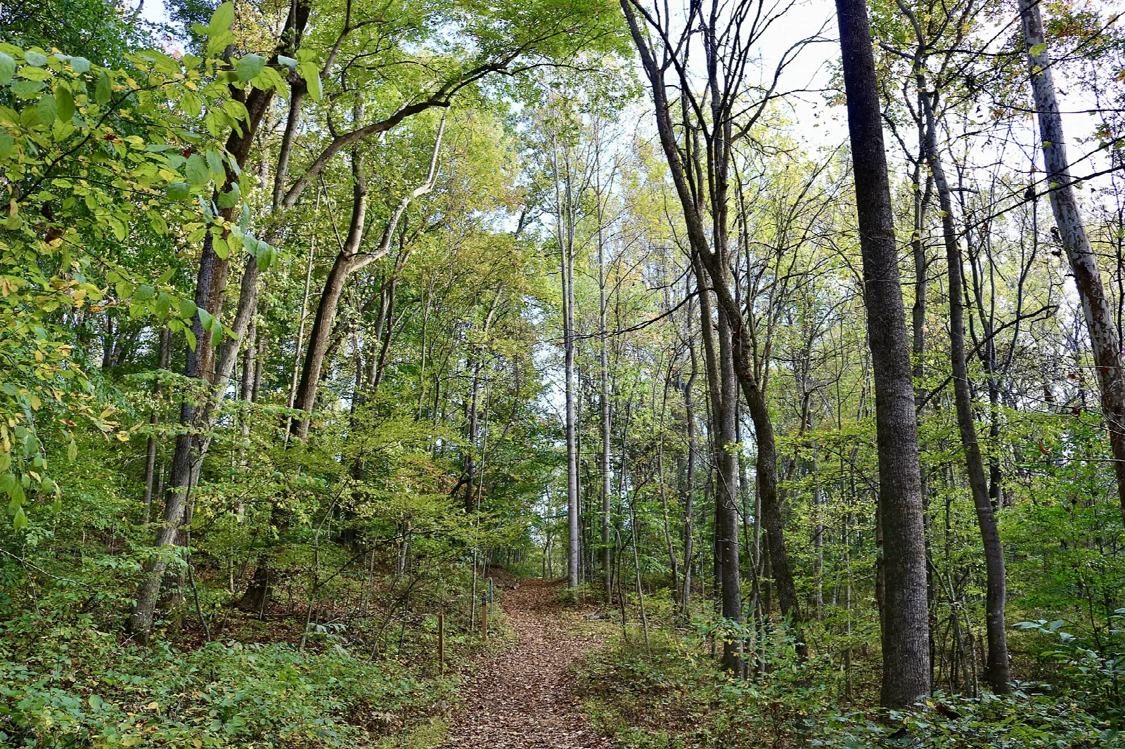 Narrow trail through tall green summer trees