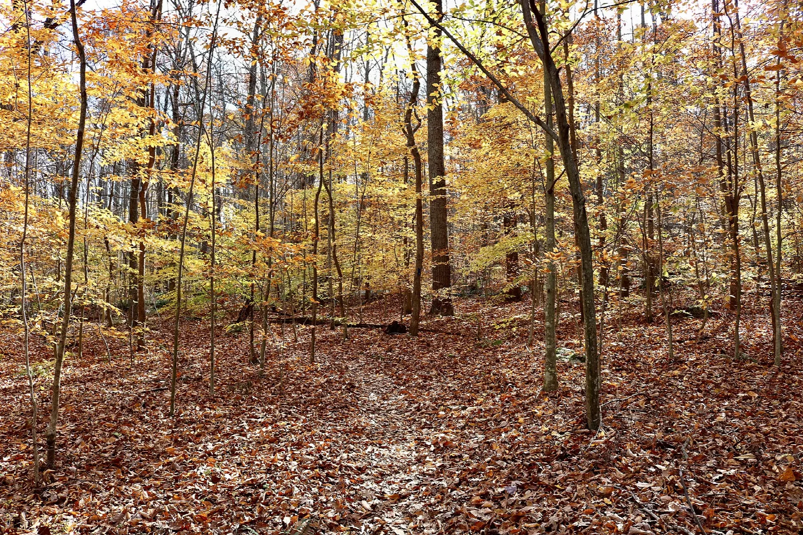 Trail covered in fallen leaves through yellow autumn woods