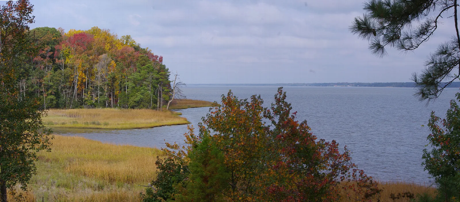 Fall-colored trees on a marshy point beside a wide river