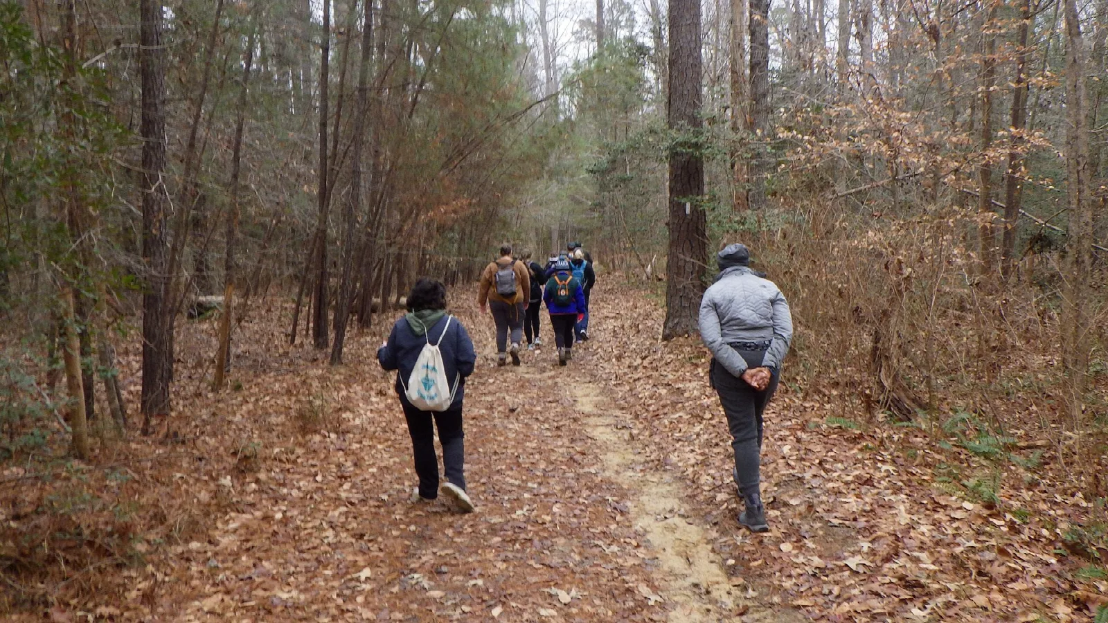 Hikers walking a leaf-covered path through pine woods