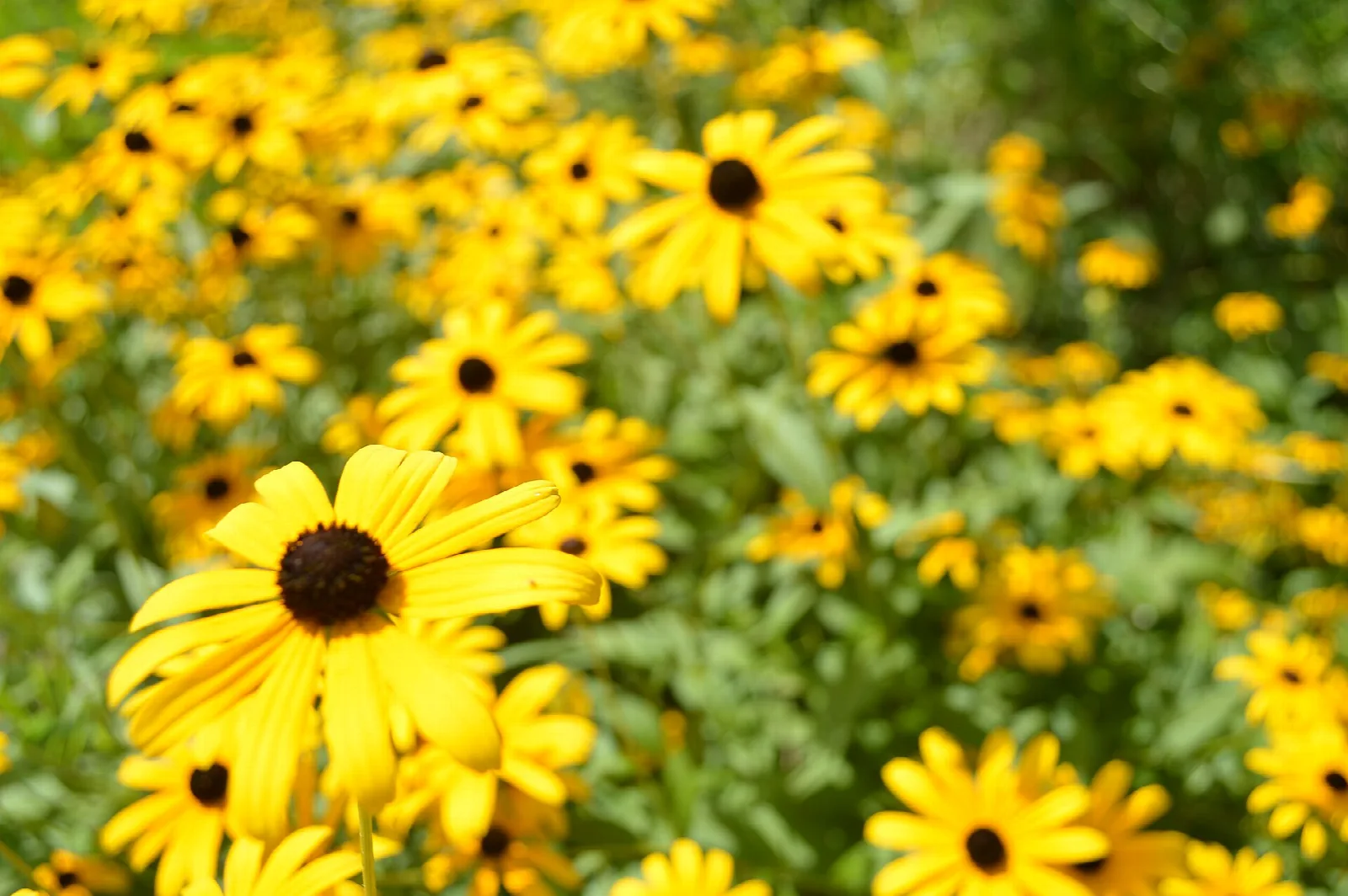 Bright yellow black-eyed Susan flowers in bloom