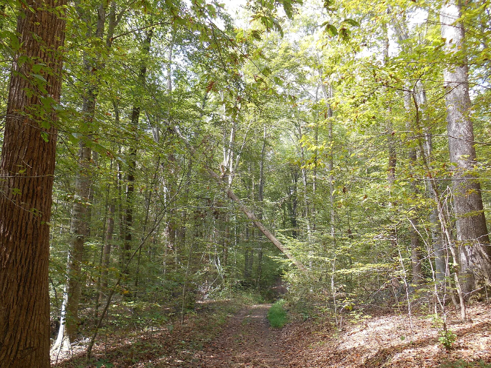 Dirt trail through leafy hardwood forest