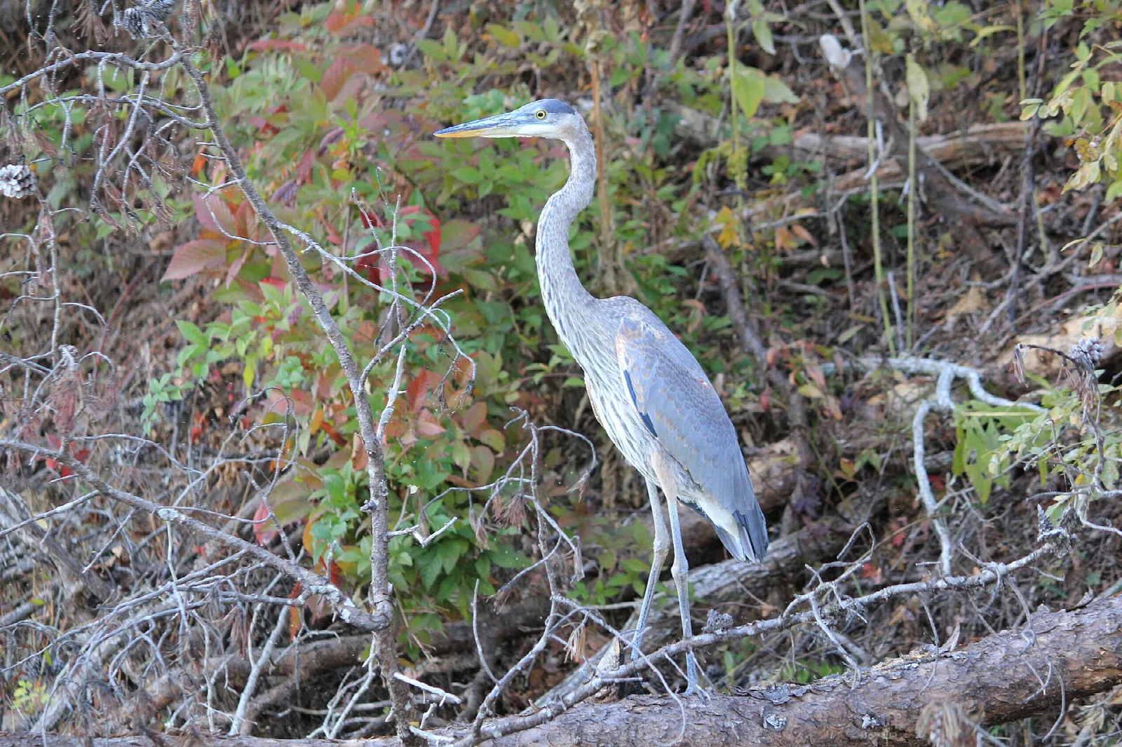 Grey heron standing among branches at the lake edge