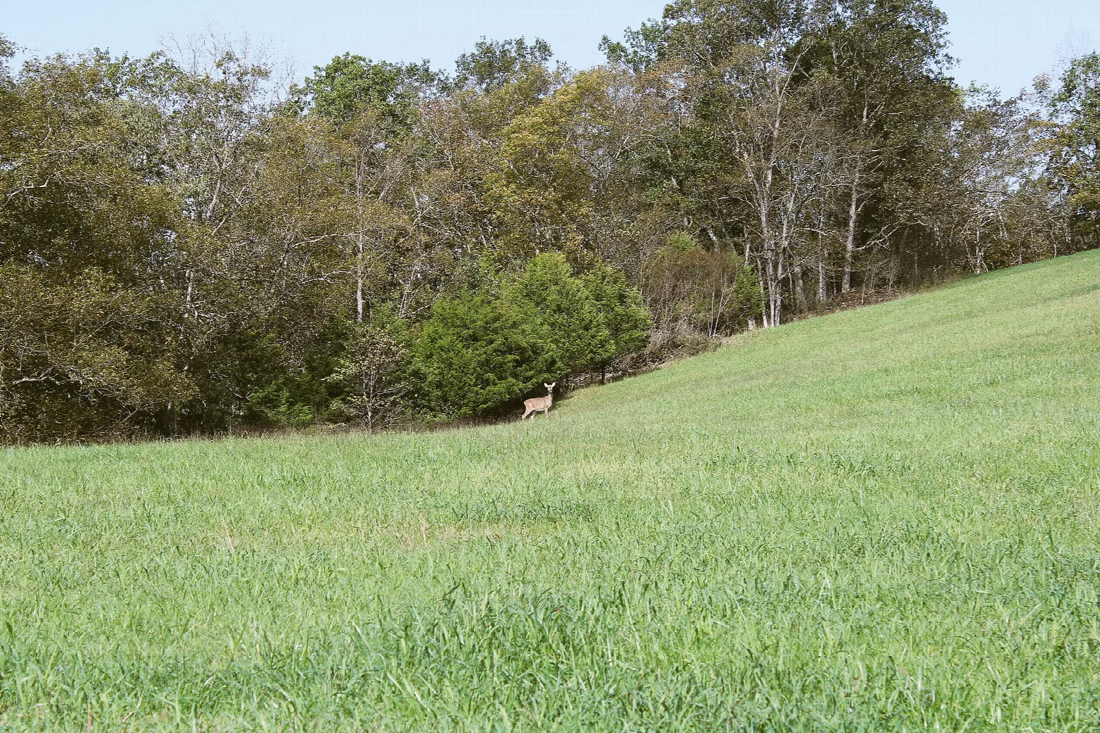 Doe standing far off in a grassy field edged with trees