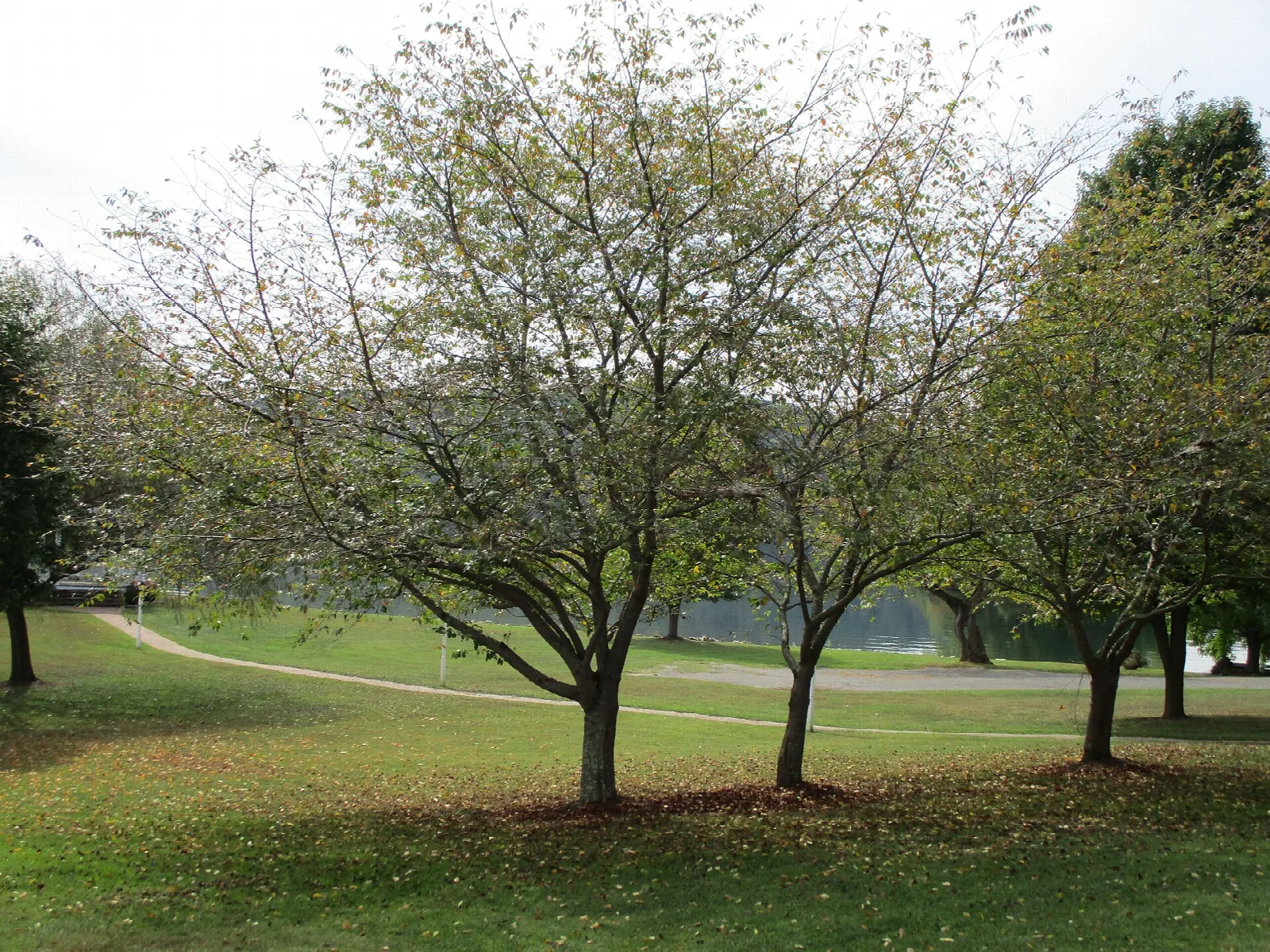 Green lawn with trees in fall color near the lake
