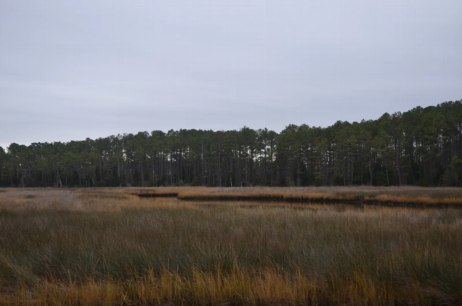 Golden marsh grass in front of a dark pine forest