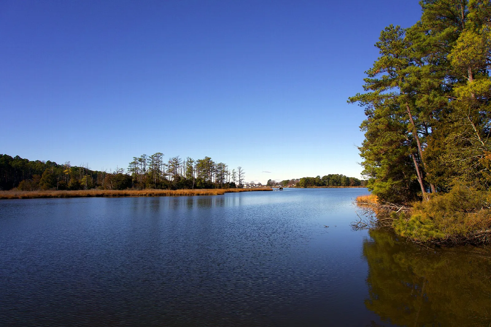 Calm blue creek bordered by pines and marsh at dusk