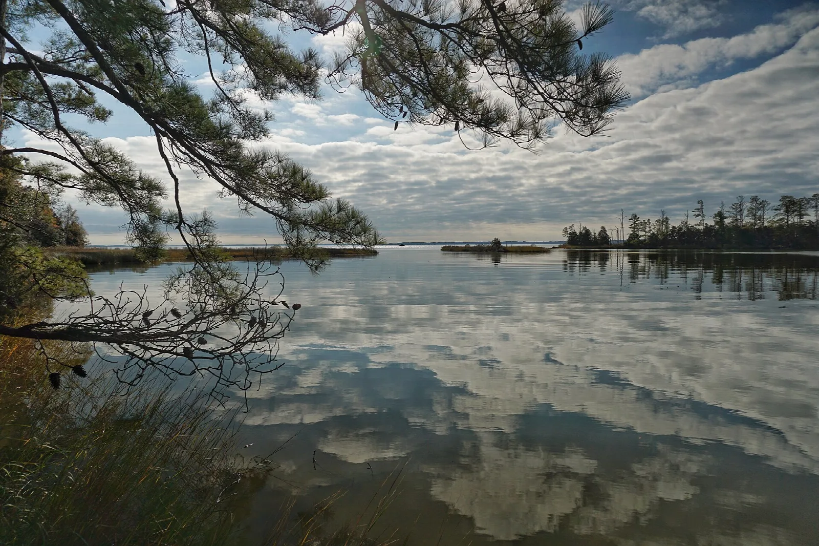 Marsh water mirroring clouds, framed by pine branches