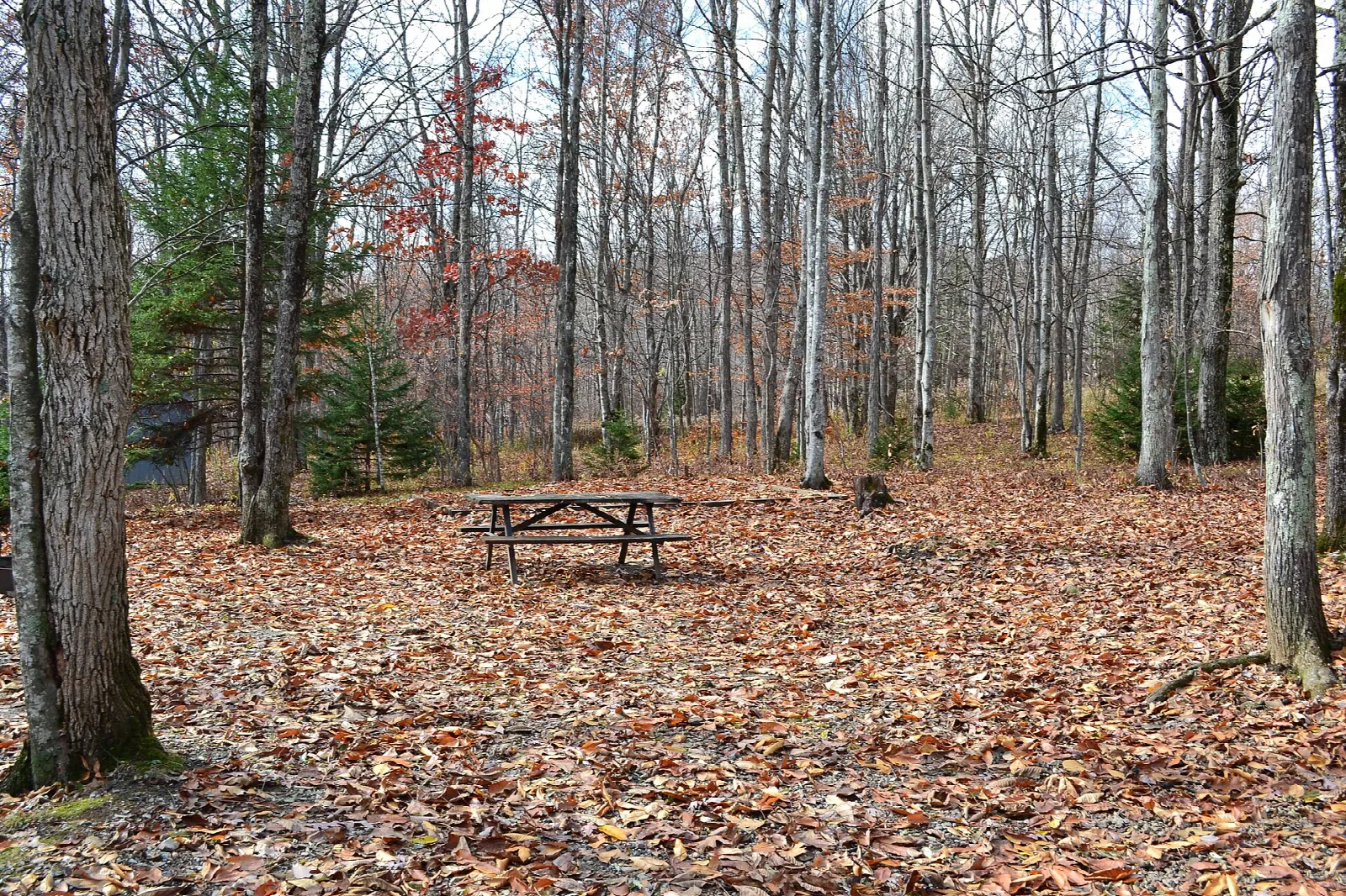 Picnic table at a wooded campsite among bare trees and fallen leaves