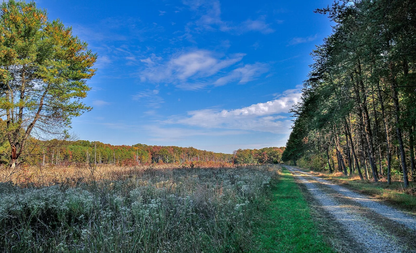 Gravel track beside a field of tall grass and pines