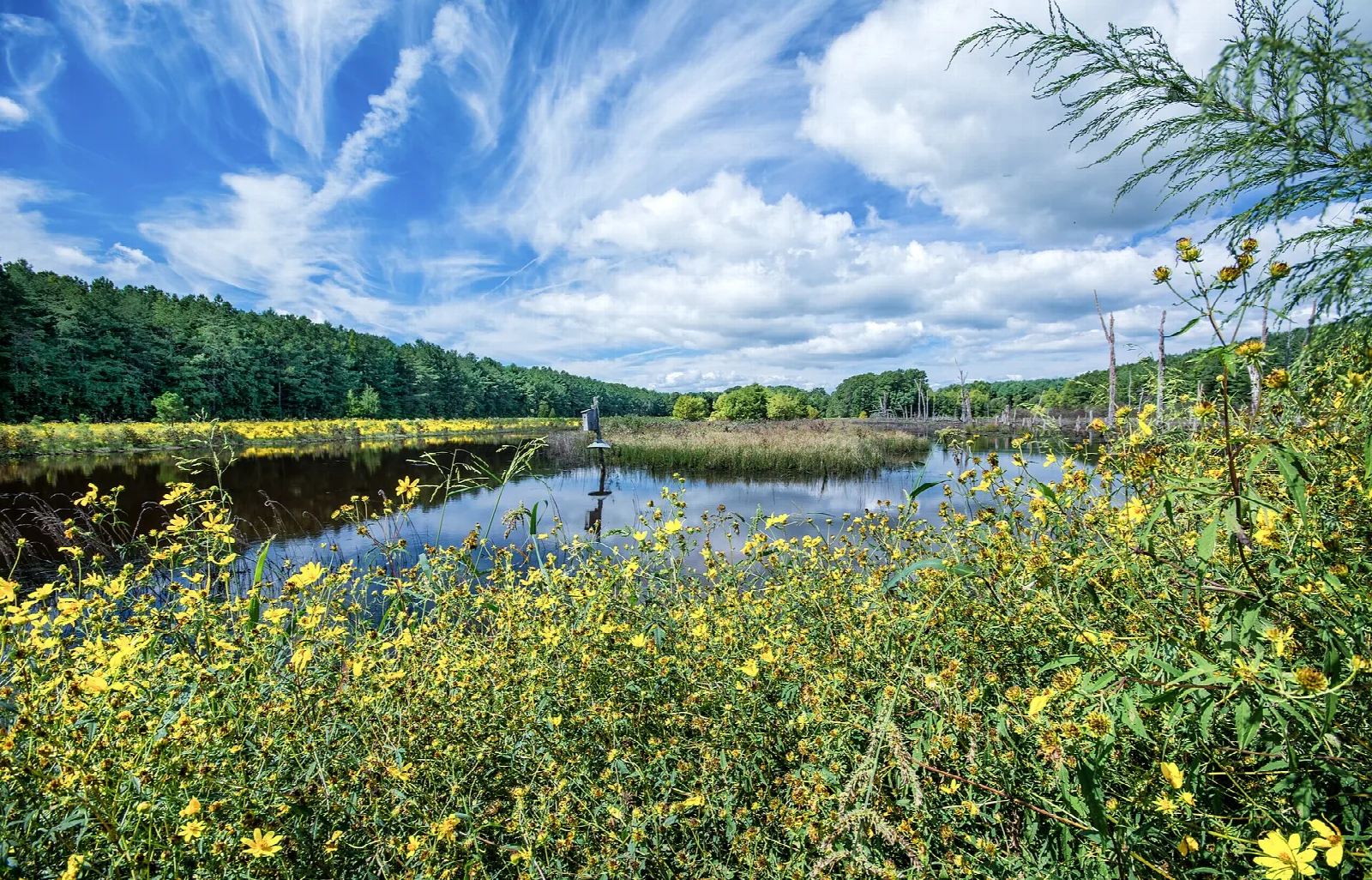 Pond edged with yellow flowers and forest under a bright sky
