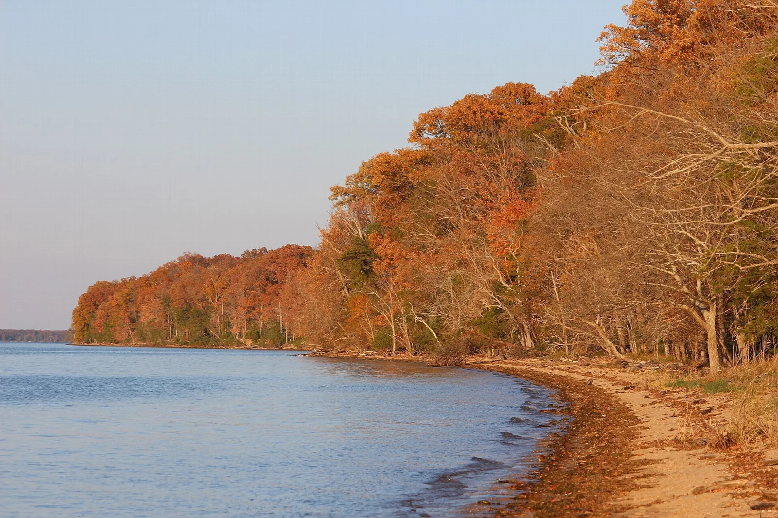 Sandy river shore beneath trees in orange fall color