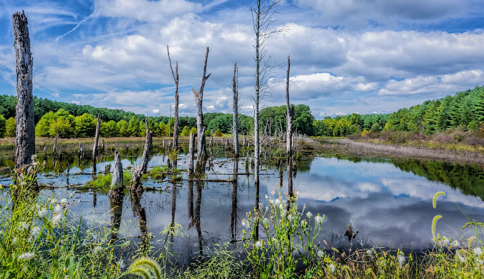 Still water with bare dead trees and reflected clouds
