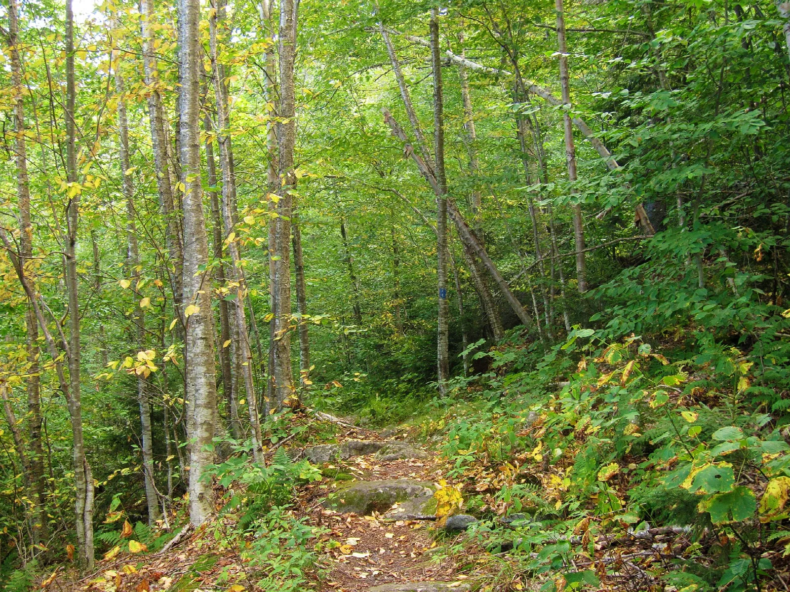 Dirt hiking trail through birch and maple forest with yellowing leaves