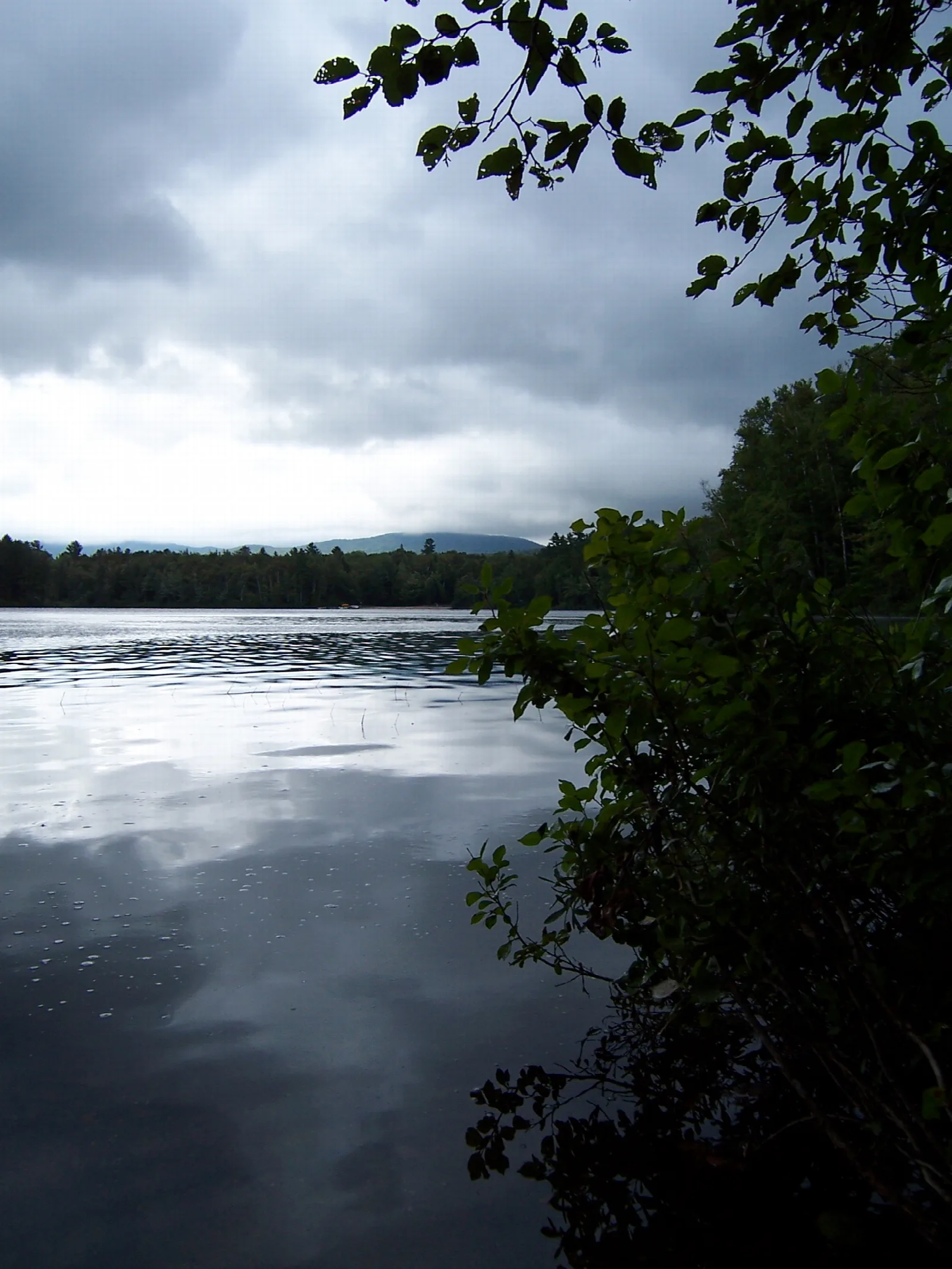 Still pond seen through leaves, with a dark tree-lined shore and cloudy sky
