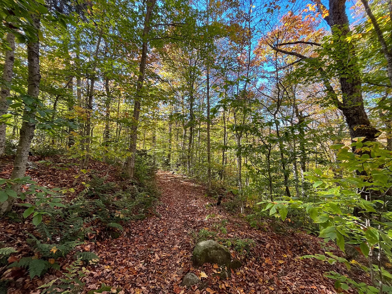 Dirt trail through a woodland of fall-colored trees