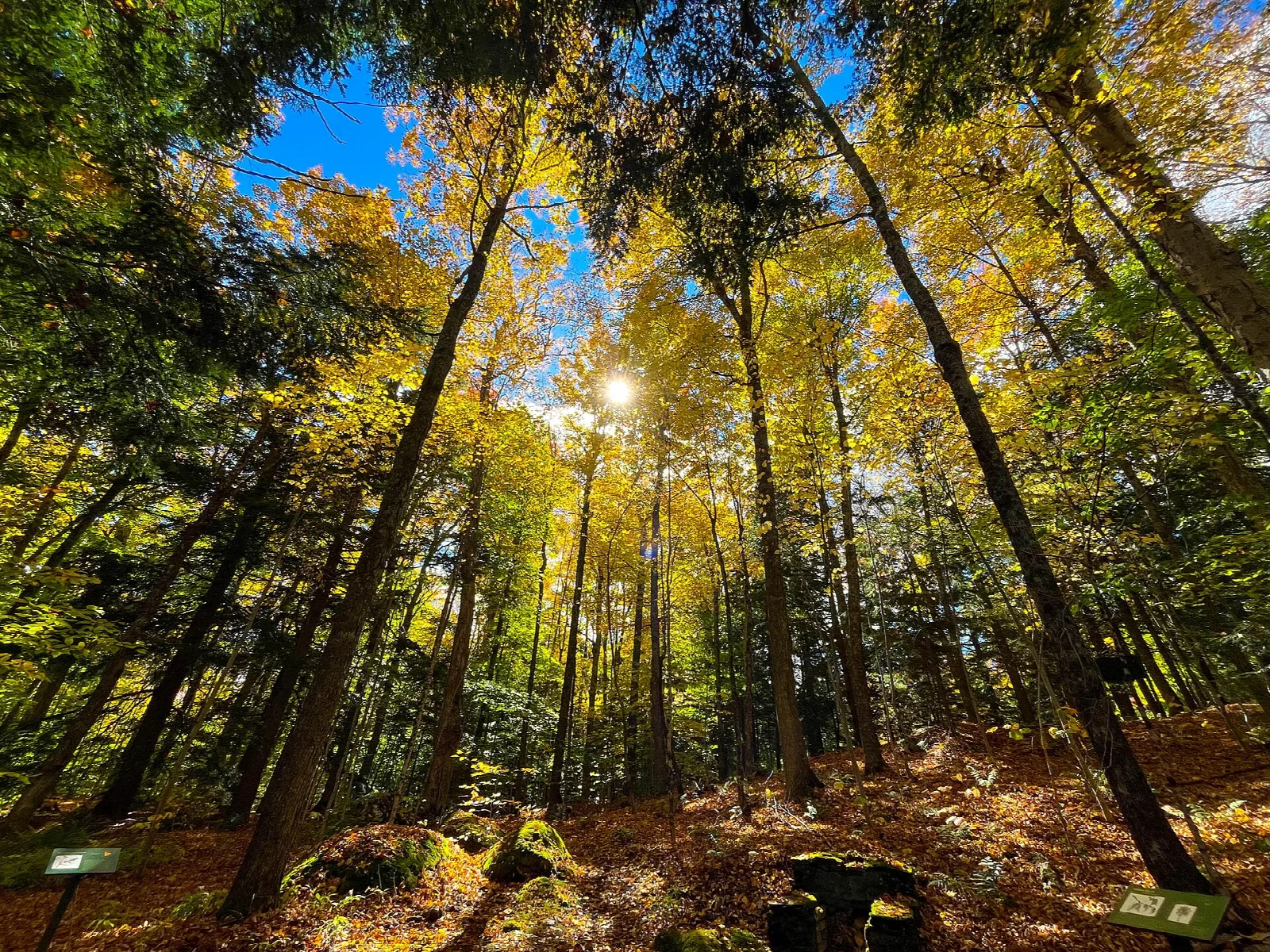 Trail through tall trees in fall color, with boulders and fallen leaves on the forest floor