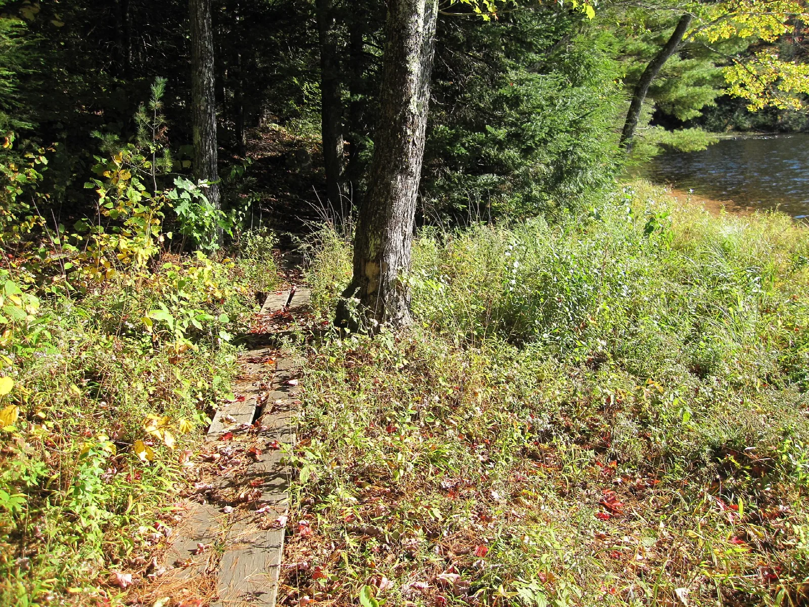 Narrow plank walkway through tall grass and trees beside a lake