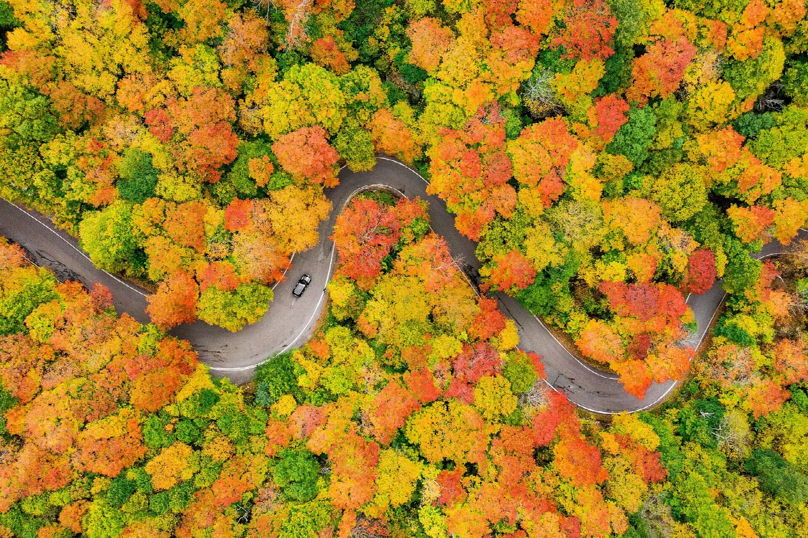 Aerial view of a winding road through bright autumn forest