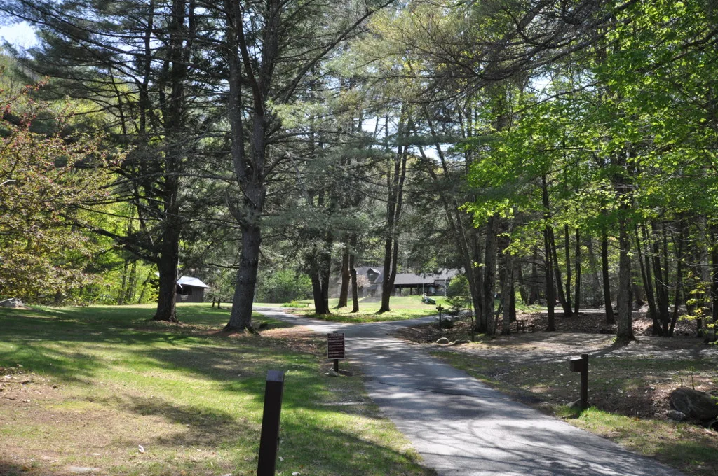 Paved path through a shaded grove of pines with a lawn beside it