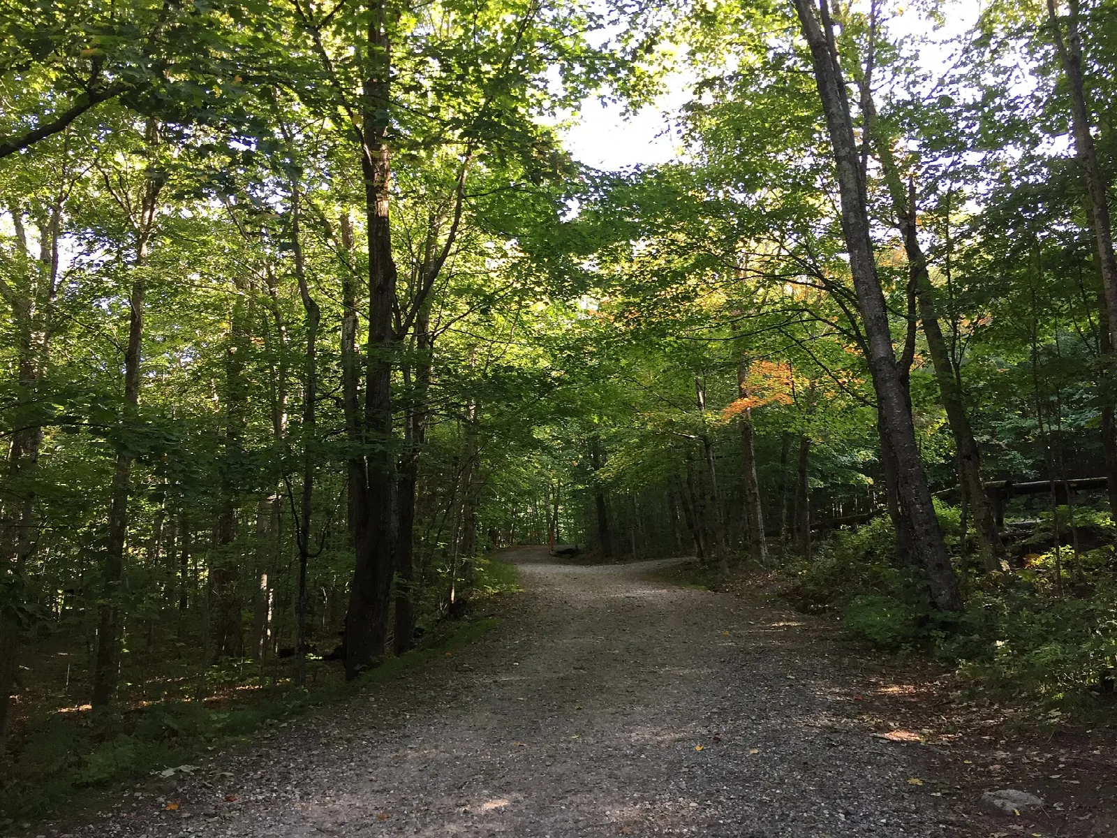 Gravel road running east through green forest