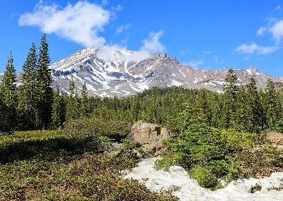 Shasta-Trinity National Forest